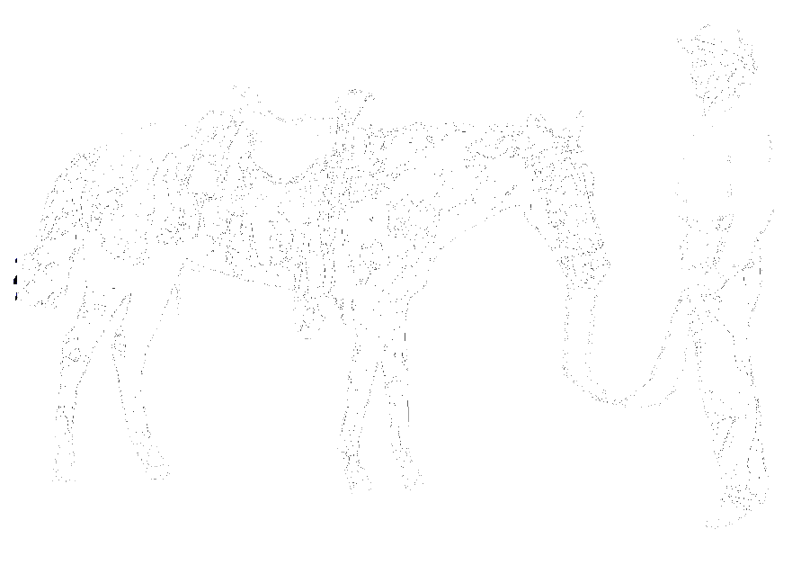 Saddled Horse with a man leading by the reins