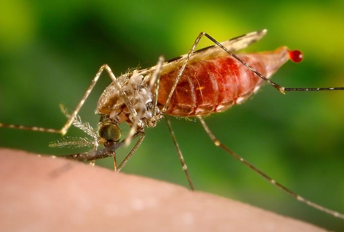 Mosquito Sucking blood