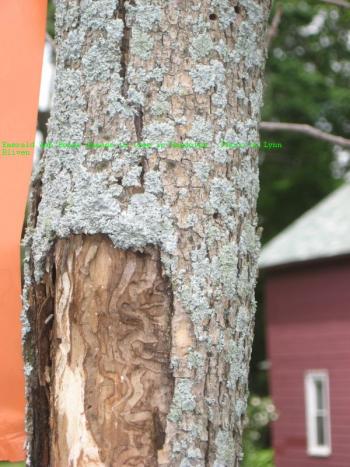 Damage to an Ash tree from an Emerald Ash Borer