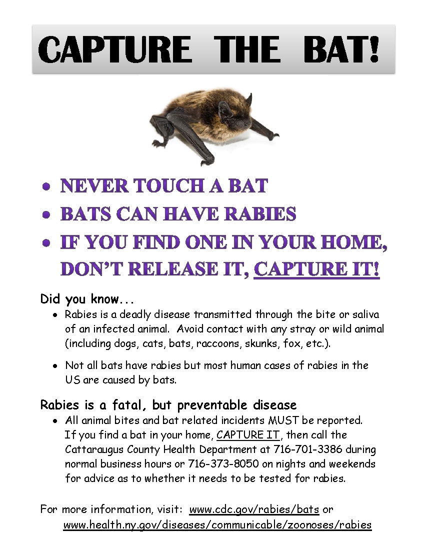 Capture the Bat